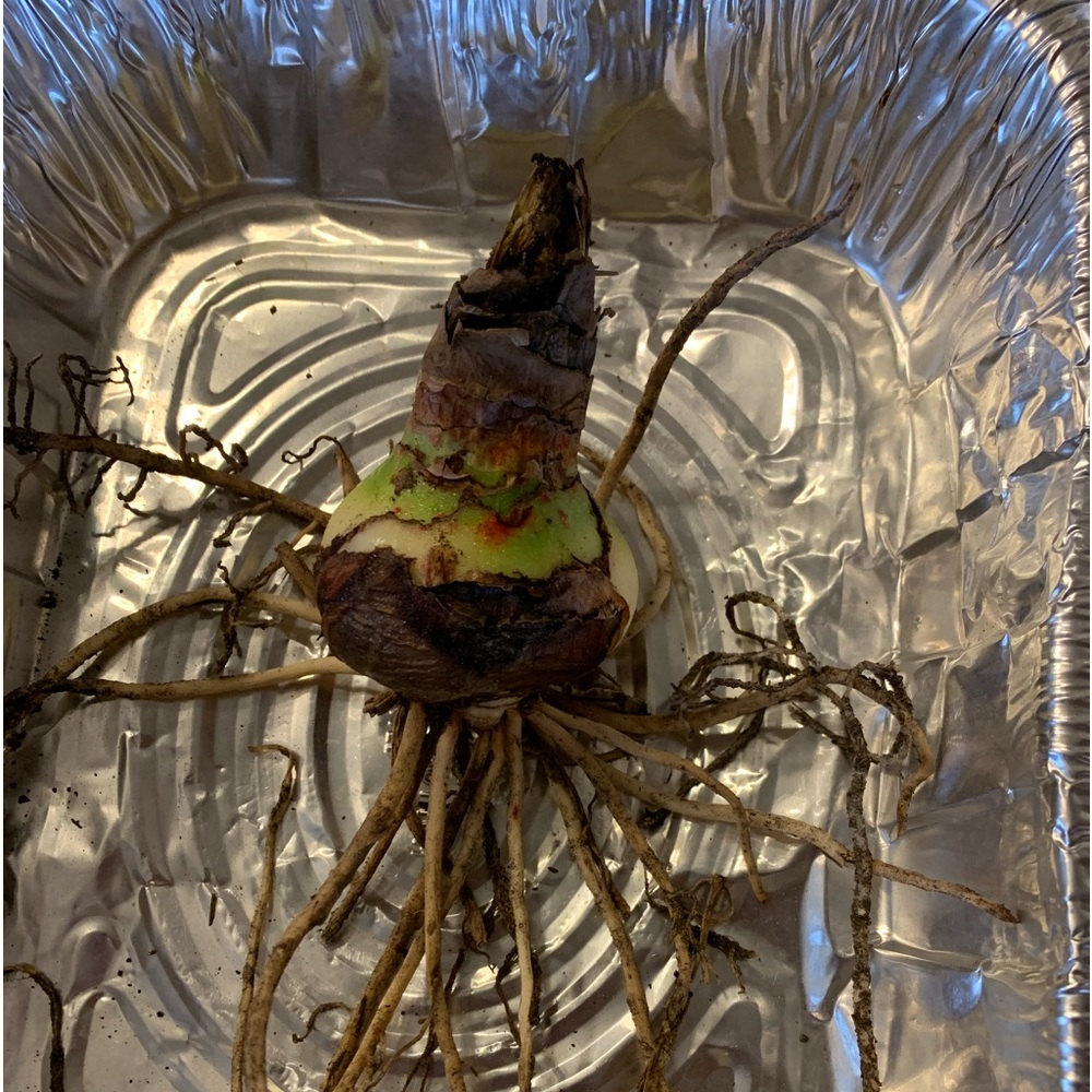 Three Amaryllis bulbs, two Apple Blossom and one Stargazer bulb - Picture 3 of 4